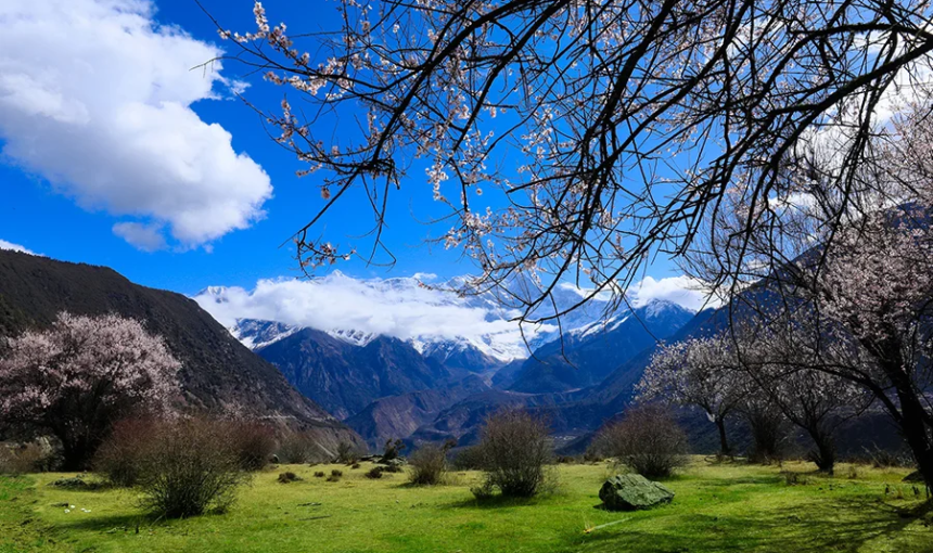 春寒料峭時相約林芝，欣賞桃花與雪山的絕美景緻